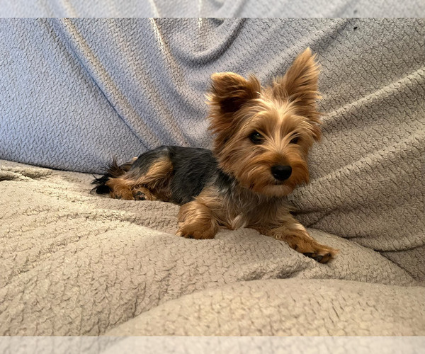 Medium Photo #1 Yorkshire Terrier Puppy For Sale in PRAIRIE DU CHIEN, WI, USA