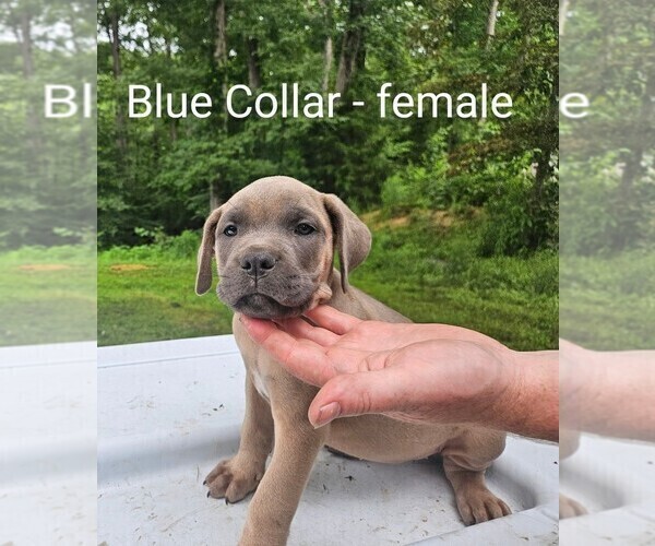 Medium Photo #3 Cane Corso Puppy For Sale in SCOTTSBURG, IN, USA