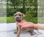 Small #2 Cane Corso