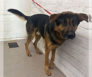 German Shepherd Dog Dogs for adoption in San Bernardino, CA, USA
