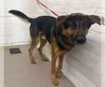 Small German Shepherd Dog