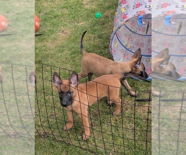 Medium Photo #12 Belgian Malinois Puppy For Sale in OSHKOSH, WI, USA