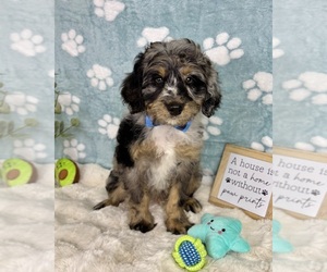 Bernedoodle (Miniature) Puppy for sale in NOBLESVILLE, IN, USA