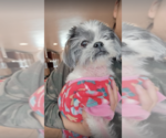 Small Photo #3 Shih Tzu Puppy For Sale in W Hollywood, CA, USA