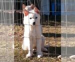 Small Photo #14 German Shepherd Dog Puppy For Sale in FERN CREEK, KY, USA