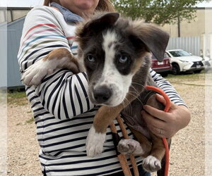 Border Collie-Siberian Husky Mix Dogs for adoption in Lakewood, CO, USA