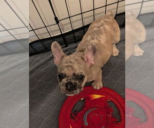 Medium French Bulldog