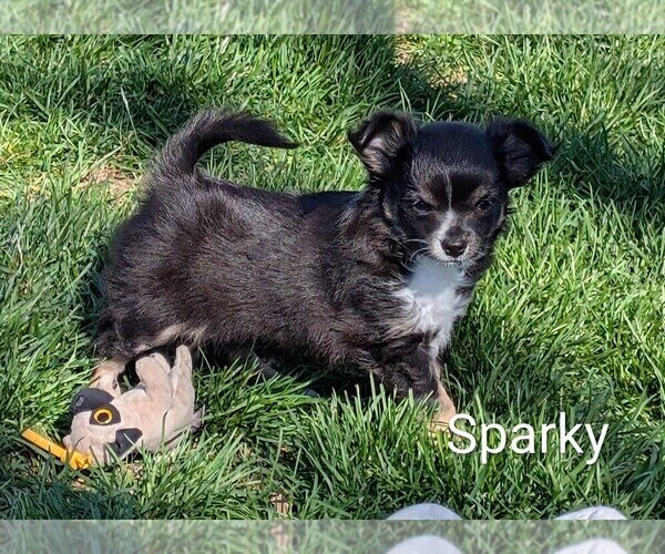 Medium Photo #1 Chihuahua Puppy For Sale in LEBANON, PA, USA