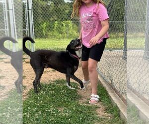 Catahoula Leopard Dog-Siberian Husky Mix Dogs for adoption in Monticello, MS, USA