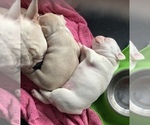 Small Photo #11 French Bulldog Puppy For Sale in LEAWOOD, KS, USA