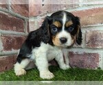 Small #1 Cavalier King Charles Spaniel