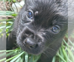 Shepweiller Puppy for sale in GERTON, NC, USA