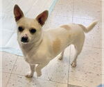 Small #8 Chihuahua Mix