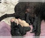 Small Photo #4 Poodle (Standard) Puppy For Sale in PANAMA CITY, FL, USA