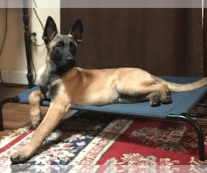 Belgian Malinois Puppy for Sale in FRANKLIN, North Carolina USA