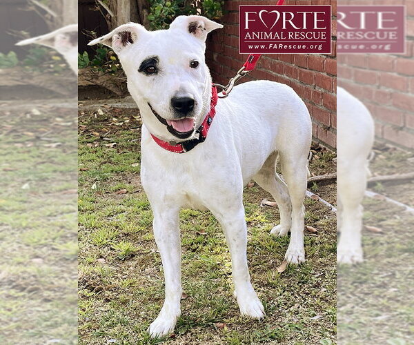 Medium Photo #2 American Staffordshire Terrier-Rat Terrier Mix Puppy For Sale in Marina del Rey, CA, USA