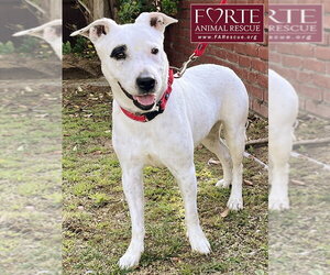 Stella - Female Bull Terrier-Dalmatian Mix Dog for Adoption - Photo #2