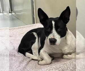Medium American Pit Bull Terrier Mix