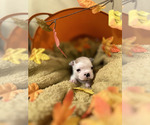 Small Photo #7 French Bulldog Puppy For Sale in CUDAHY, WI, USA