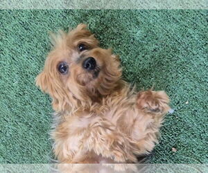Mutt Dogs for adoption in Spring, TX, USA