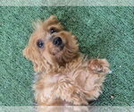 Small Mutt