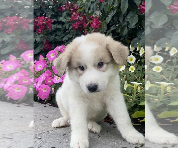 Medium Photo #2 Great Pyrenees Puppy For Sale in CANOGA, NY, USA