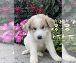 Small #1 Great Pyrenees