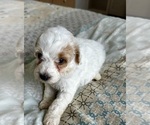 Small Photo #22 Goldendoodle (Miniature) Puppy For Sale in PENSACOLA, FL, USA