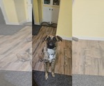 Small #10 Mutt