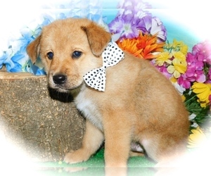 Rat Terrier-Unknown Mix Puppy for sale in HAMMOND, IN, USA