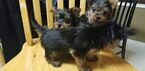 Small Photo #23 Yorkshire Terrier Puppy For Sale in SUWANEE, GA, USA