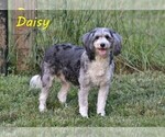 Small Photo #1 Bernedoodle (Miniature) Puppy For Sale in DENVER, PA, USA