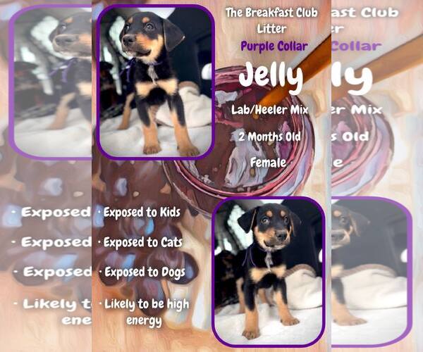 Medium Photo #1 Mutt Puppy For Sale in Jacksonville, NC, USA