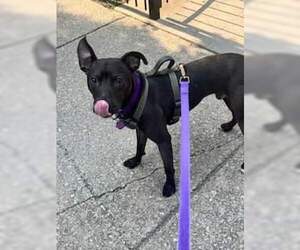 Labrador Retriever-Unknown Mix Dogs for adoption in Crete, IL, USA