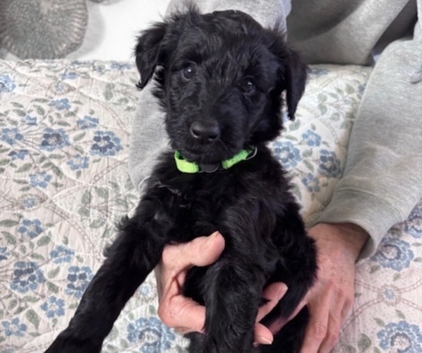 Medium Photo #3 Schnoodle (Giant) Puppy For Sale in ANDERSON, CA, USA