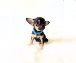 Small #4 Chihuahua