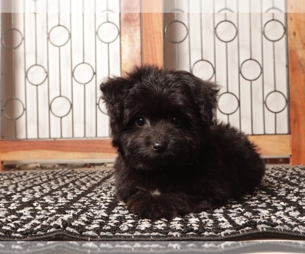 Medium Photo #4 Aussiedoodle Toy Puppy For Sale in NAPLES, FL, USA