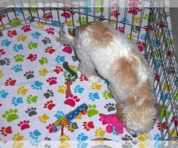 Medium Photo #16 Cavapoo-Poodle (Miniature) Mix Puppy For Sale in ORO VALLEY, AZ, USA