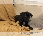 Small Photo #5 Cane Corso Puppy For Sale in KILLEEN, TX, USA