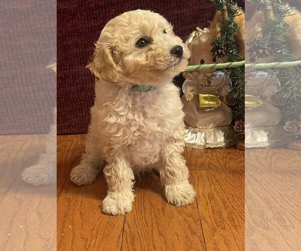 Medium Photo #2 Pomeranian Puppy For Sale in HOPKINSVILLE/PRINCETON, KY, NH, USA