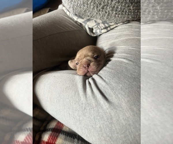 Medium Photo #8 Frenchie Pug Puppy For Sale in BLOOMINGTON, IL, USA