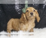 Small #3 Dachshund