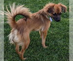 Small #1 Chihuahua Mix