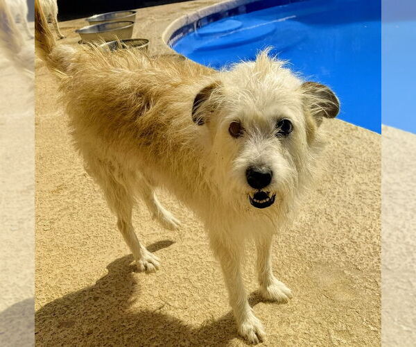 Medium Photo #2 Mutt Puppy For Sale in Vail, AZ, USA