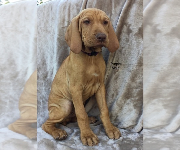 Medium Photo #4 Vizsla Puppy For Sale in WARREN, OR, USA