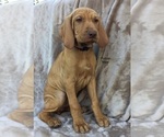 Small Photo #4 Vizsla Puppy For Sale in WARREN, OR, USA