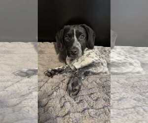 Bluetick Coonhound-Unknown Mix Dogs for adoption in pomfret, CT, USA