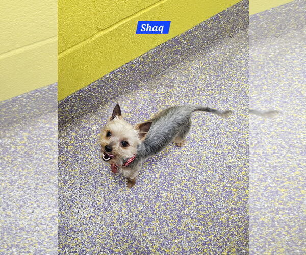 Medium Photo #2 Mutt Puppy For Sale in Metairie, LA, USA