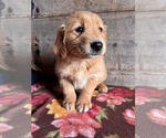 Small #3 Golden Retriever
