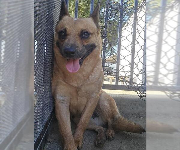 Medium Photo #2 Mutt Puppy For Sale in Riverside, CA, USA
